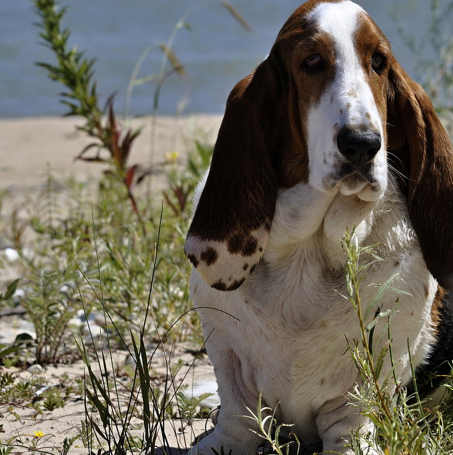 Basset Hound dog photo Photograph by Marysue Ryan