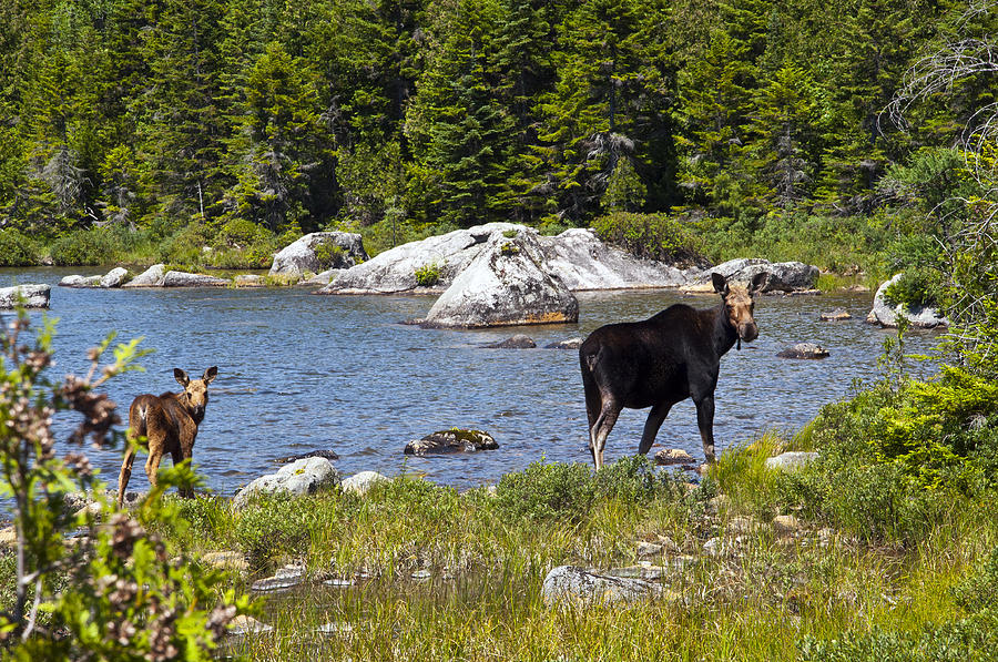 Moose Morning Stroll Photograph by Glenn Gordon