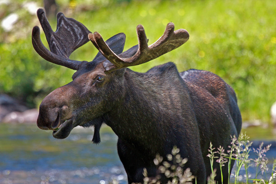 Moose of the Big Horn Mountains Photograph by Linda Bisbee - Pixels