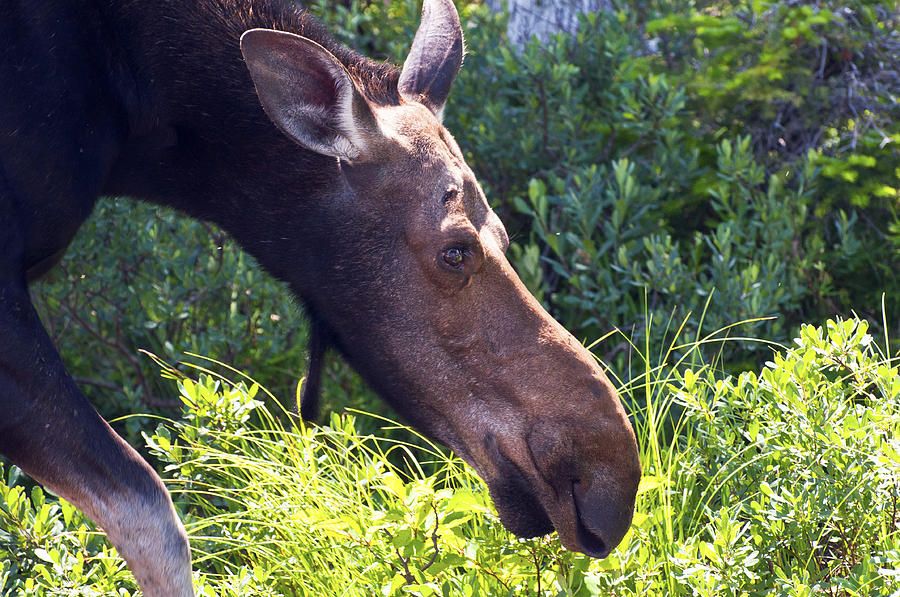 Moose Photograph - Moose Profile by Glenn Gordon