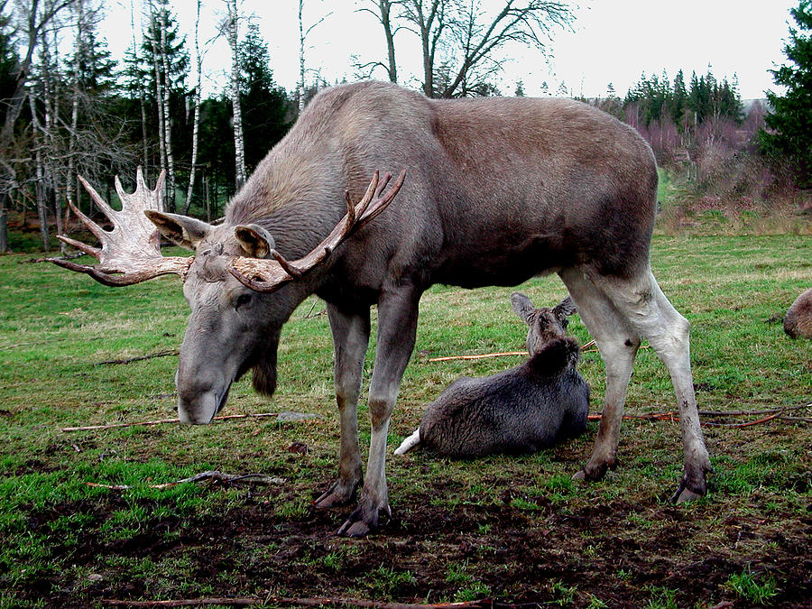 Moose Rest Photograph by Colette V Hera Guggenheim