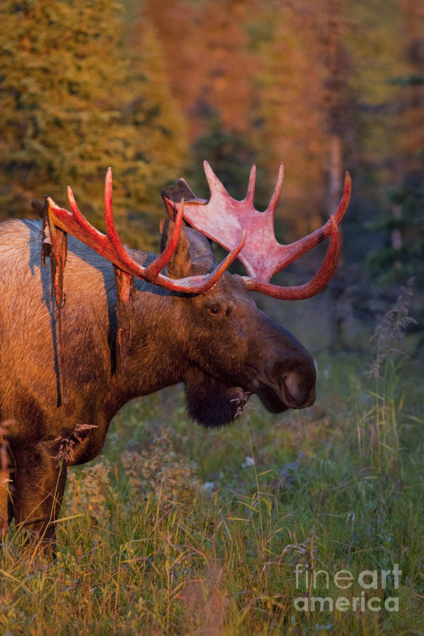 Moose Shedding Velvet by Tim Grams