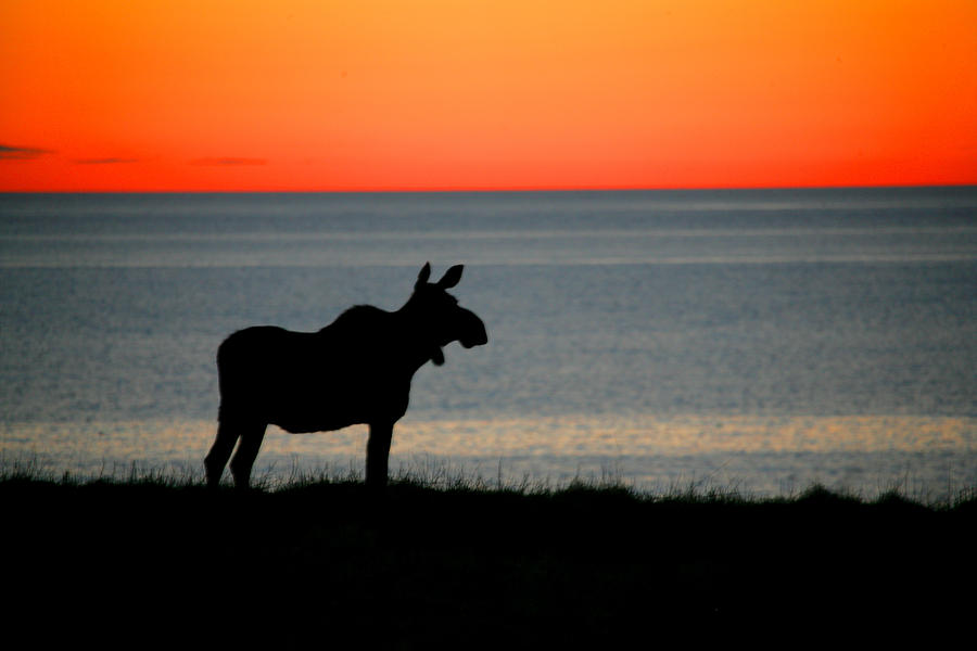 Moose Silhouetted At Sunset, Gros Morne Photograph by Robert Postma