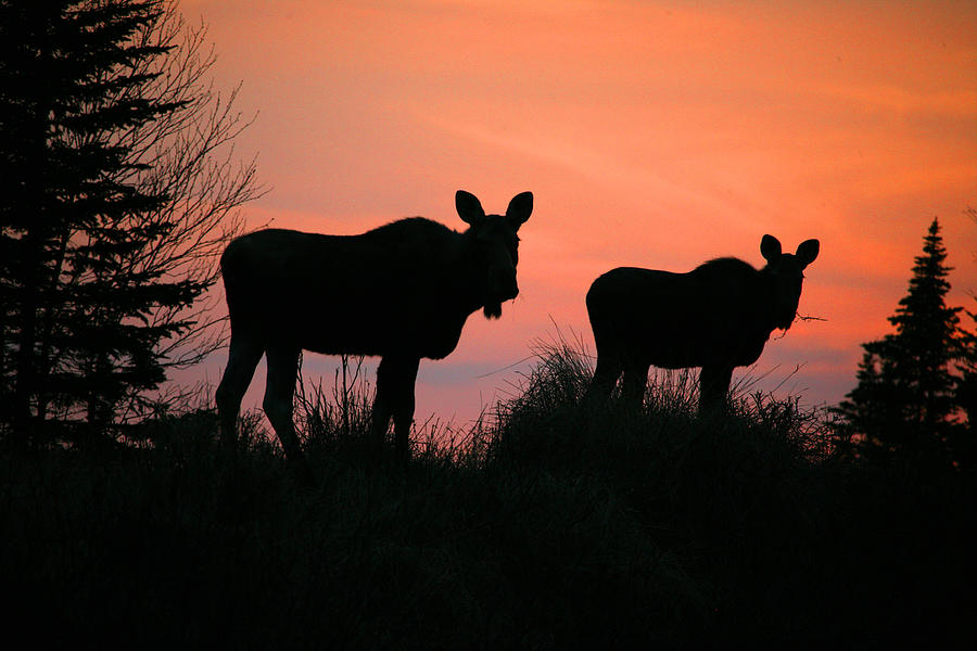 Moose Silhouetted At Sunset Photograph by Robert Postma