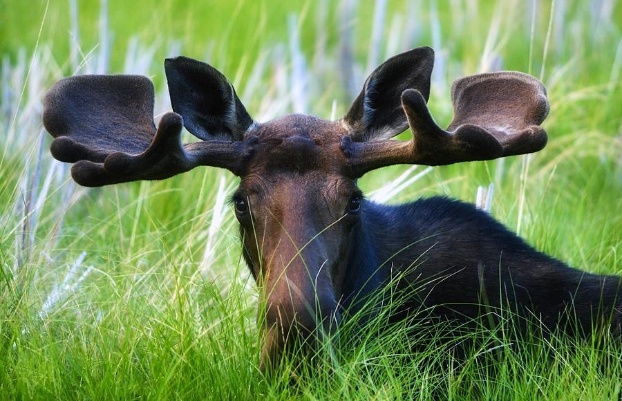Animal Photograph - Moose Sitting In A Green Field Of Grass by Richard Wear