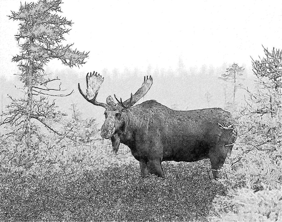 Moose Sketch Photograph by Wade Aiken