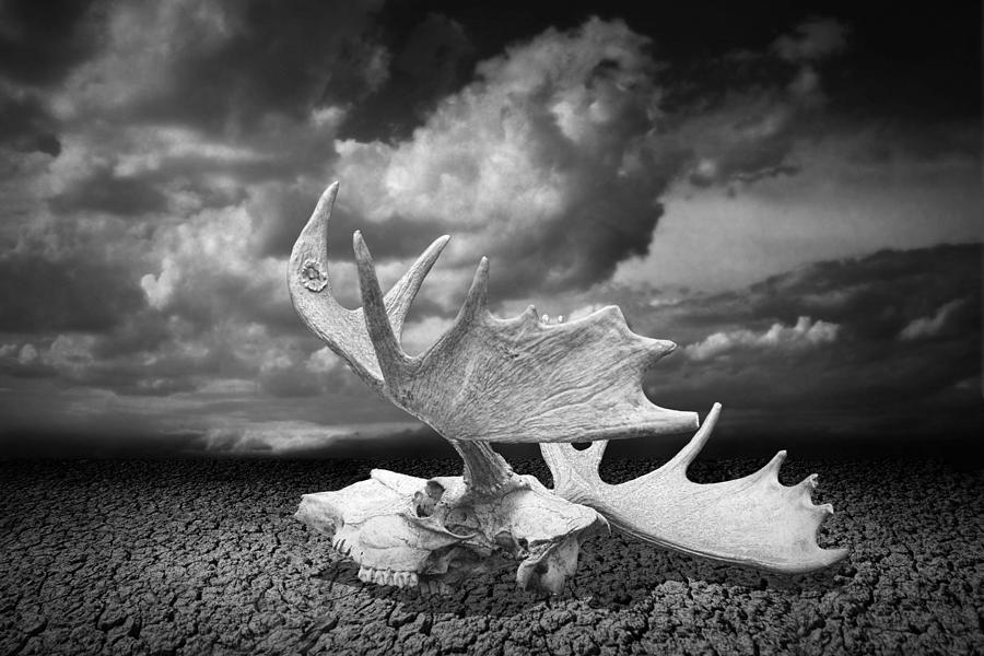 Moose Skull on Parched Earth Photograph by Randall Nyhof - Fine Art America