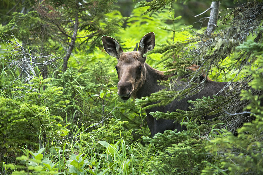 Moose. Two Month Old Moose Standing Photograph by Philippe Henry | Fine ...