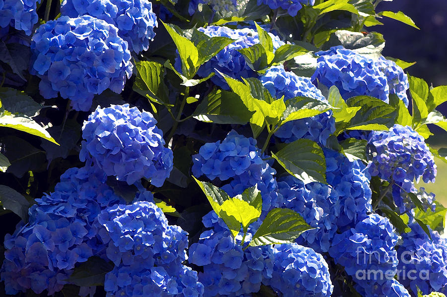 Mophead Hydrangeas dry brushed Photograph by Sharon Talson