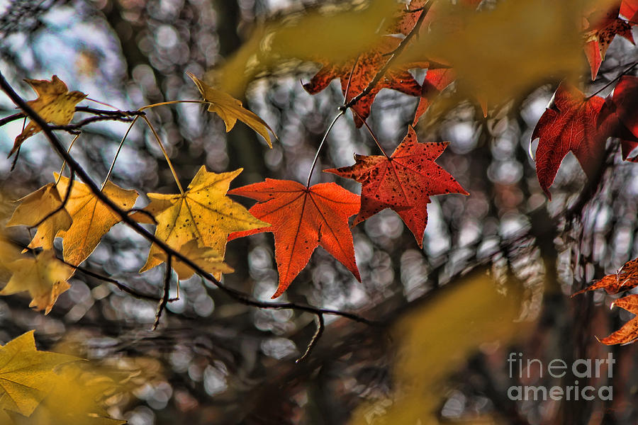 More Autumn Leaves Photograph by Jeff Breiman