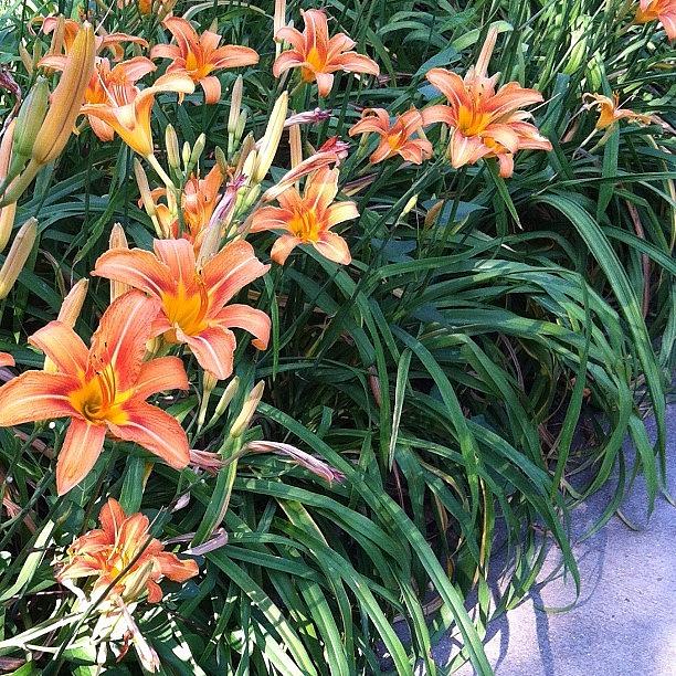 Flowers Still Life Photograph - More Day Lilies #flower #daylily by Mary Wise