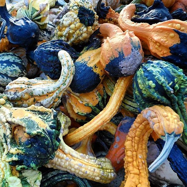 Lancaster Photograph - More Gourds Than You Can Shake A Stick by Mary Welsch