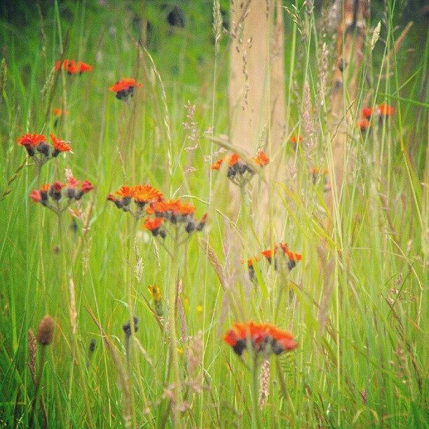 Summer Photograph - More Lovely #orange #hawkweed by Linandara Linandara