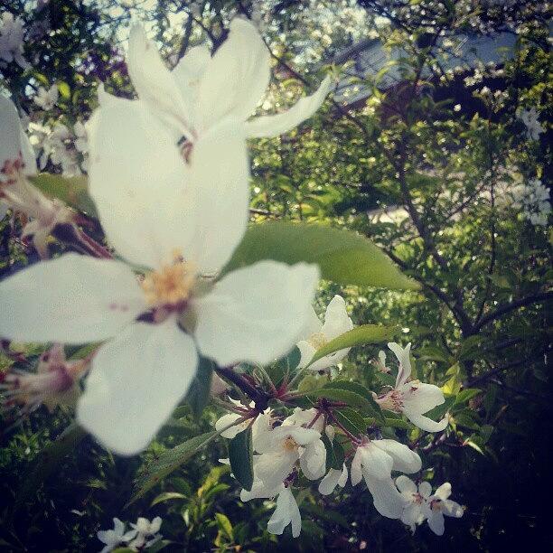 More Pear/apple Pathway Blossoms Photograph by Tara Hebbes