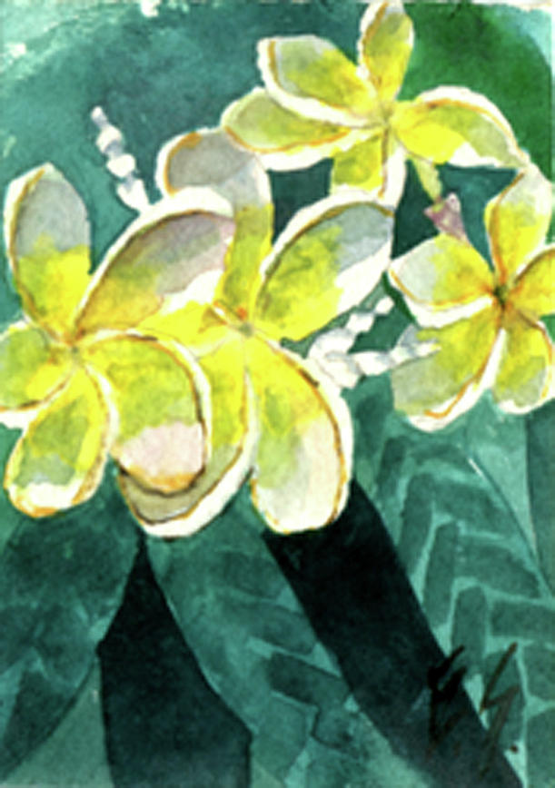 More Plumeria Painting by Eric Samuelson