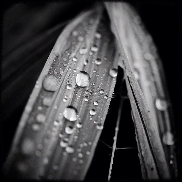 More Raindrops, This On A Bamboo Leaf Photograph by Kevin Smith