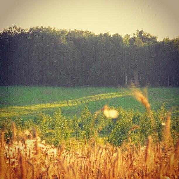 Summer Photograph - More #russian #barley #fields With by Linandara Linandara