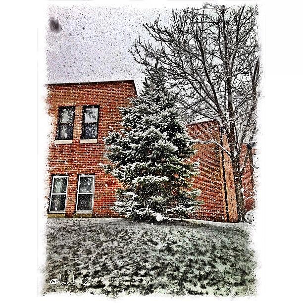 Tree Photograph - More Snow!!! 😁❄⛄🎄 by Luis Alberto
