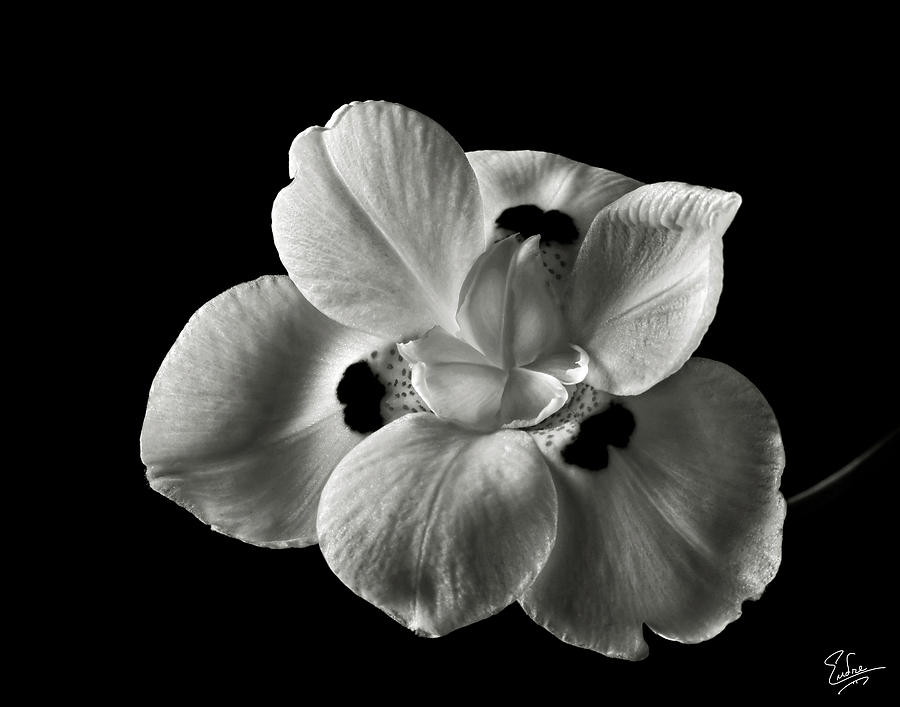 Morea Lily 2 in Black and White Photograph by Endre Balogh