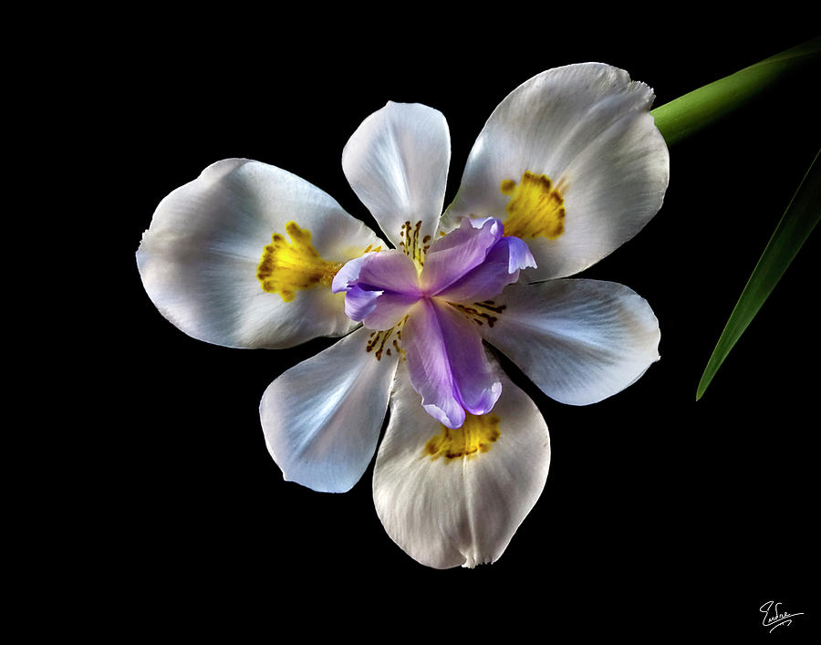 Morea Lily Photograph by Endre Balogh