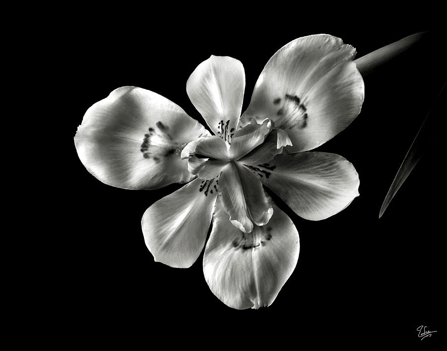 Morea Lily in Black and White Photograph by Endre Balogh