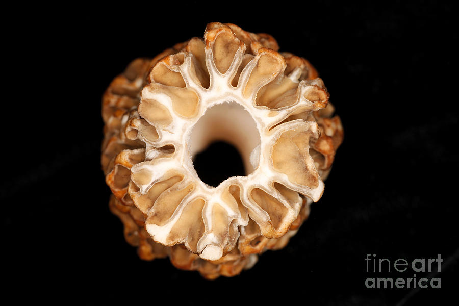 Morel Mushroom Cross Section Photograph by Ted Kinsman