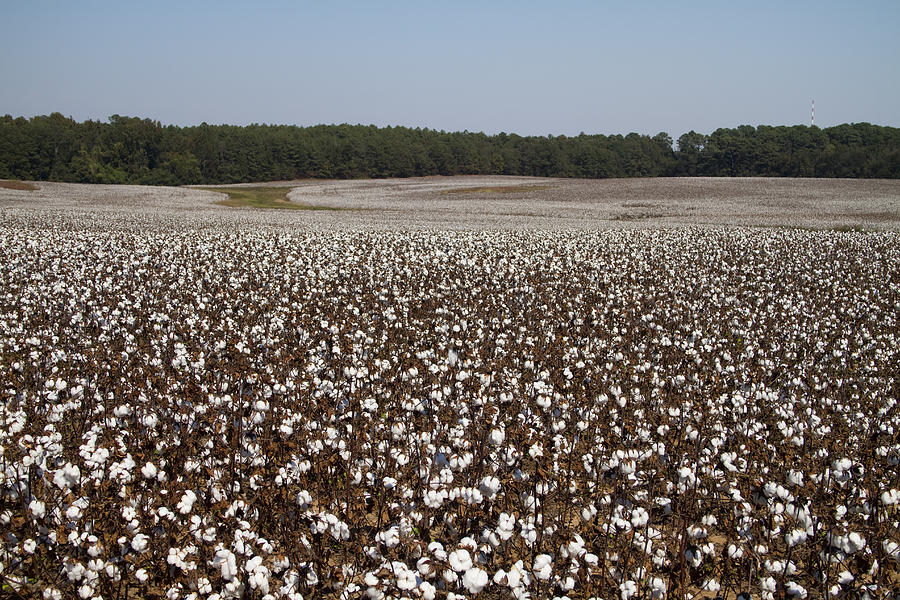 Landscape Photograph - Morgan County Cotton Crop by Kathy Clark