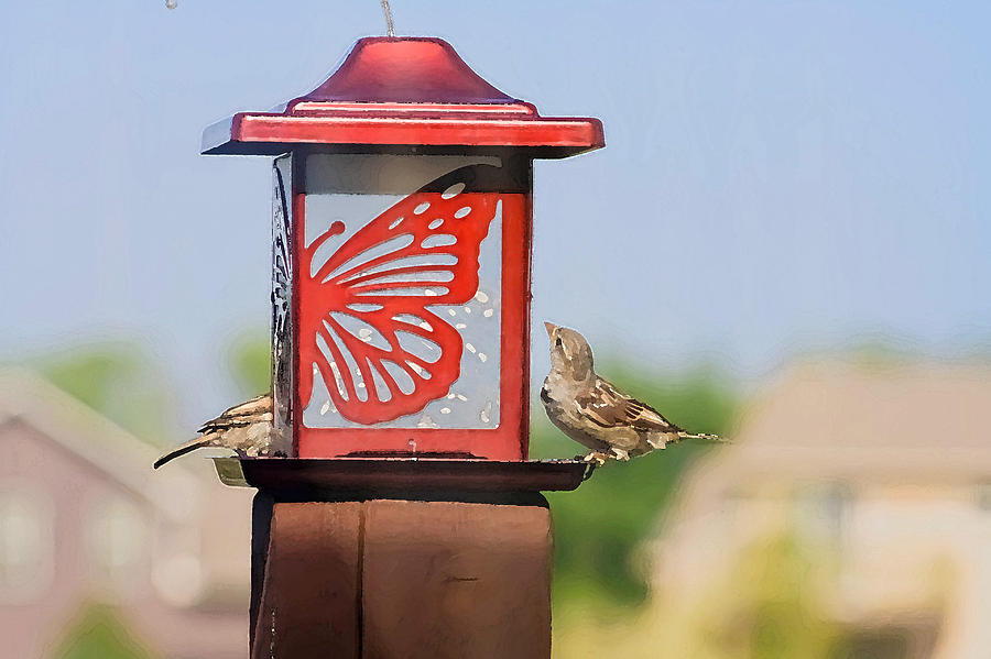Morning At The Birdfeeder Photograph by Barbara Dean