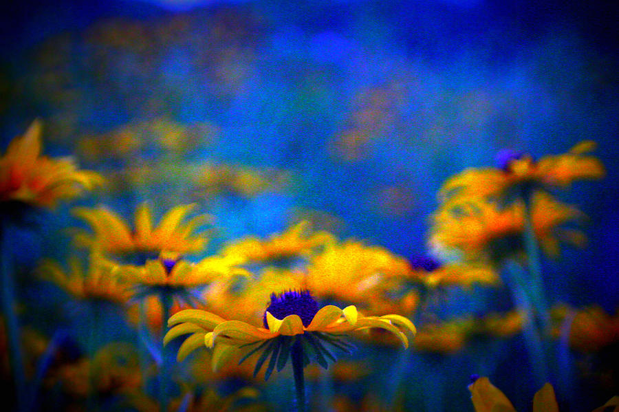 Morning Blue Photograph by Daniel Rustad Morning Blue Photograph by Daniel Rustad