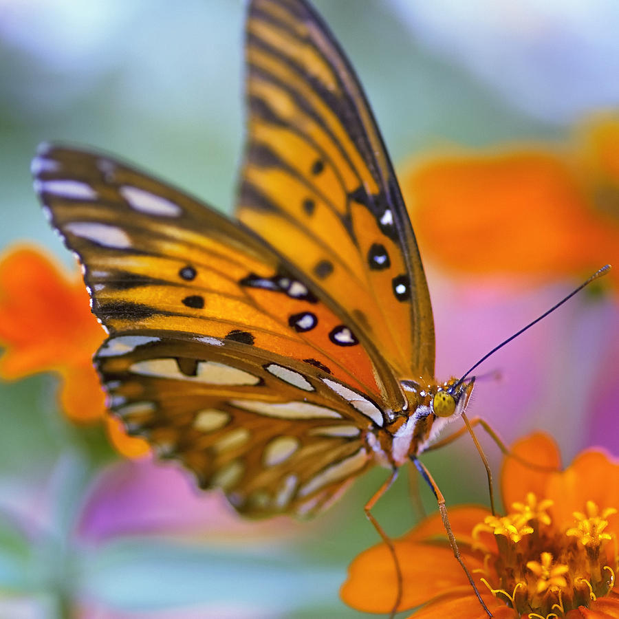 Morning Butterfly Photograph by Joel Olives