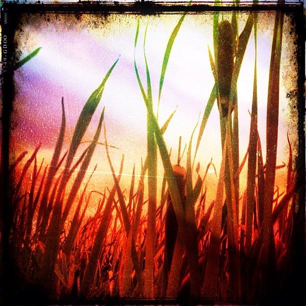 Nature Photograph - Morning Cattails by Fred Lambert