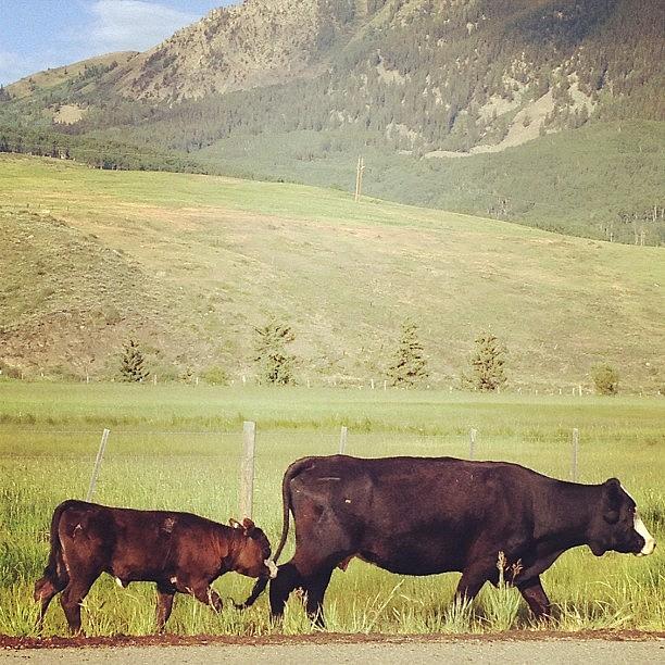 Cow Photograph - Morning Commute by Ashton L