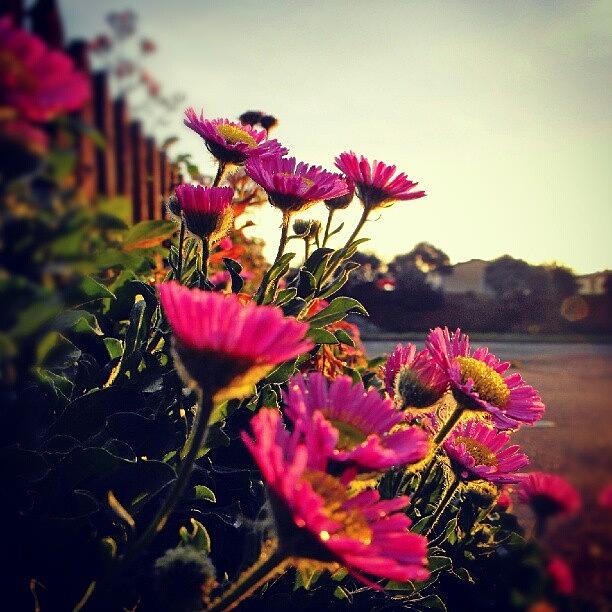 Flower Photograph - #morning #daisies ... #flowers #floral by Linandara Linandara