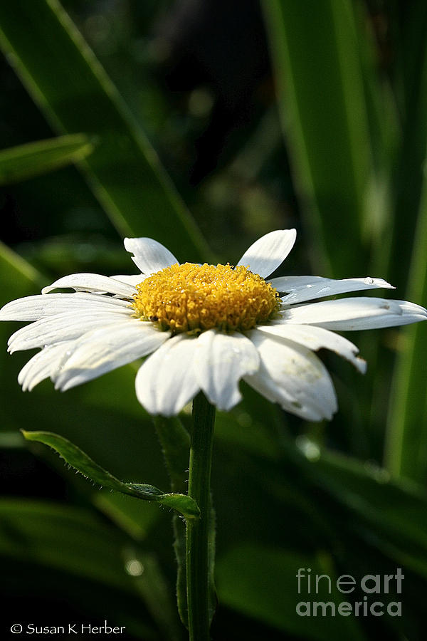 Morning Daisy Photograph by Susan Herber
