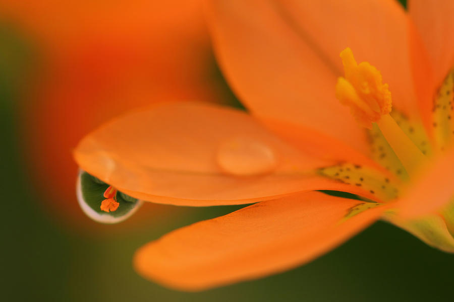 Nature Photograph - Morning dew by Adele Van Schalkwyk