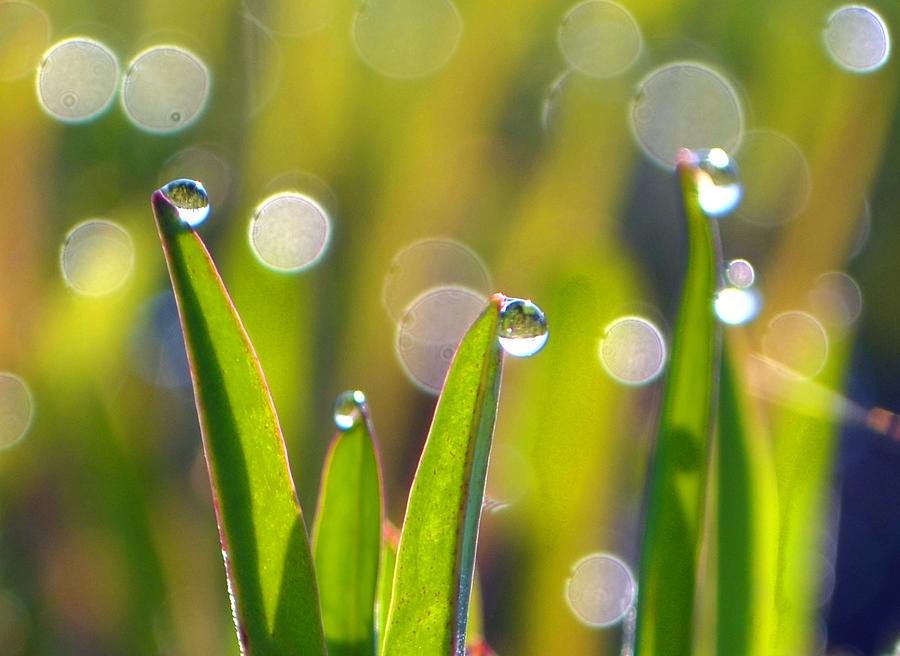 Nature Photograph - Morning Dew Drops 2 by Esther Luna