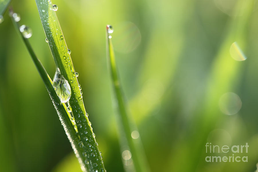 Nature Photograph - Morning dew  by LHJB Photography
