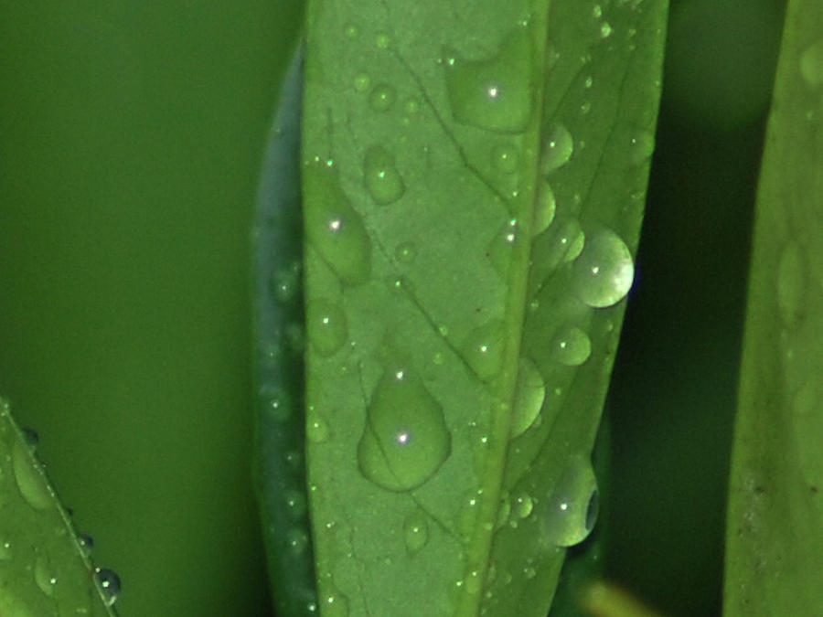Morning Dew Photograph by Michael Merry