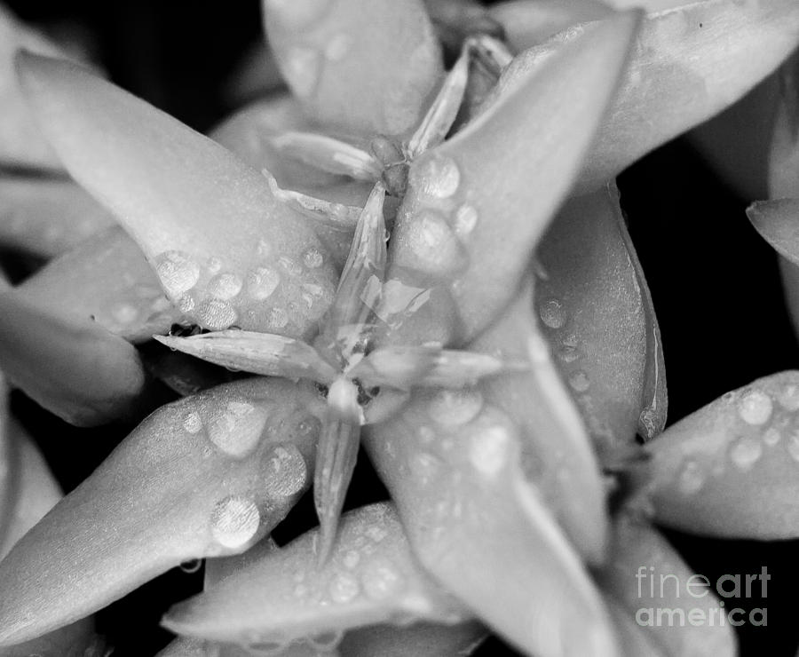 Morning Dew on Flower BW Photograph by Darcy Michaelchuk