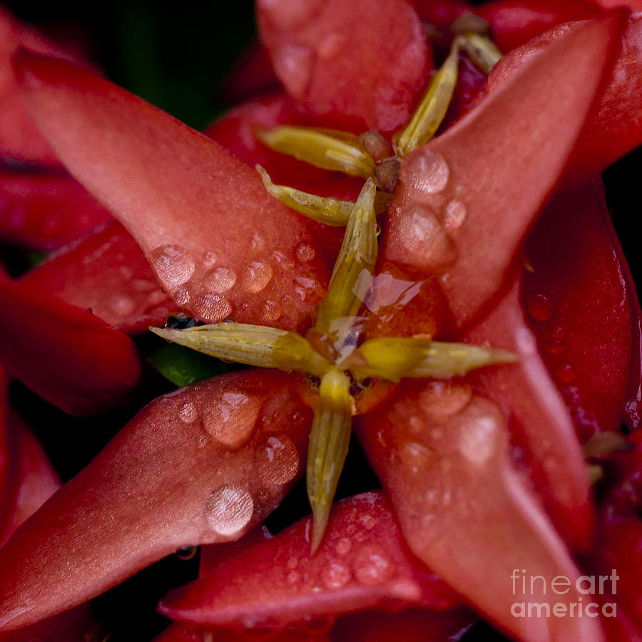 Morning Dew on Flower Photograph by Darcy Michaelchuk