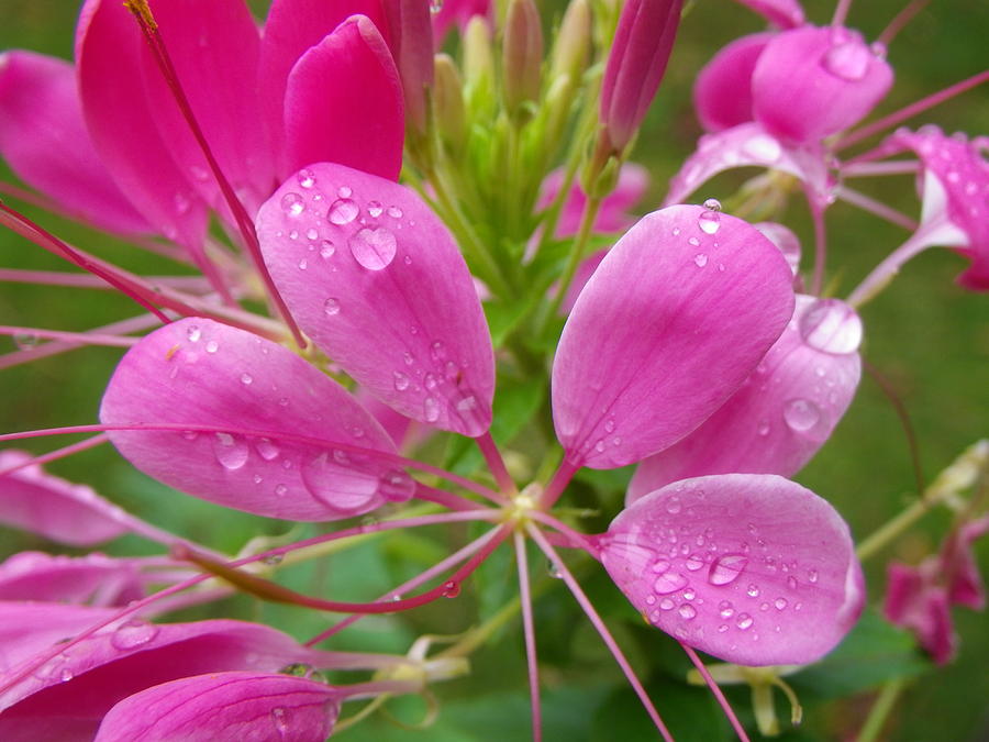 Morning dew on pink Cleome Photograph by Anna Ruzsan