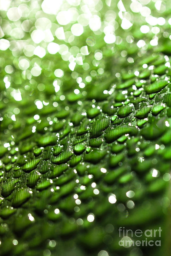 Morning dew on plant leaf Photograph by Simon Bratt