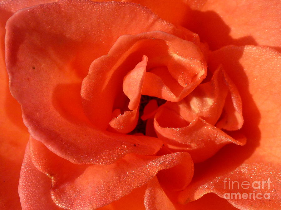 Morning Dew Orange Rose Photograph by Amalia Suruceanu