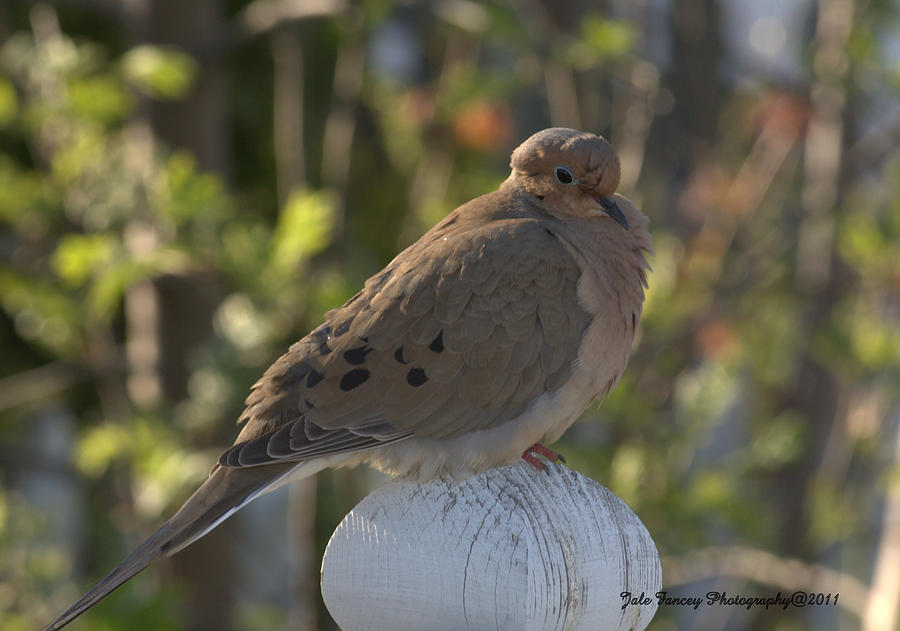 Morning Dove at my Backyard Photograph by Jale Fancey