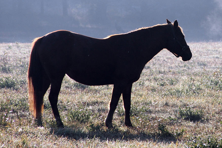 Horse Photograph - Morning Equine by Mark J Seefeldt
