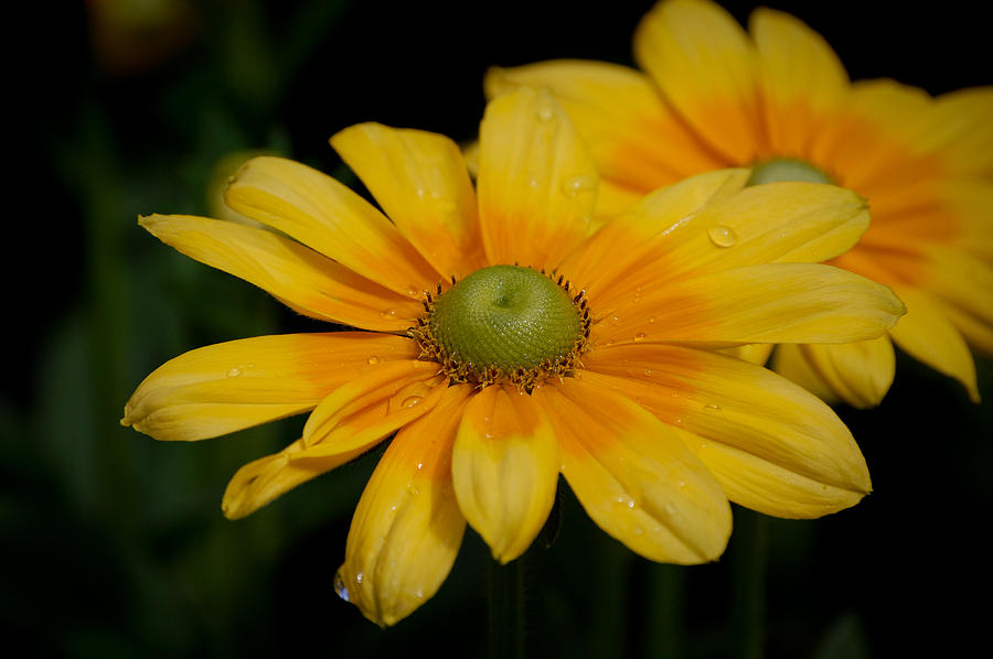 Flower Photograph - Morning flower by Lisa Kane Flower Photograph - Morning flower by Lisa Kane
