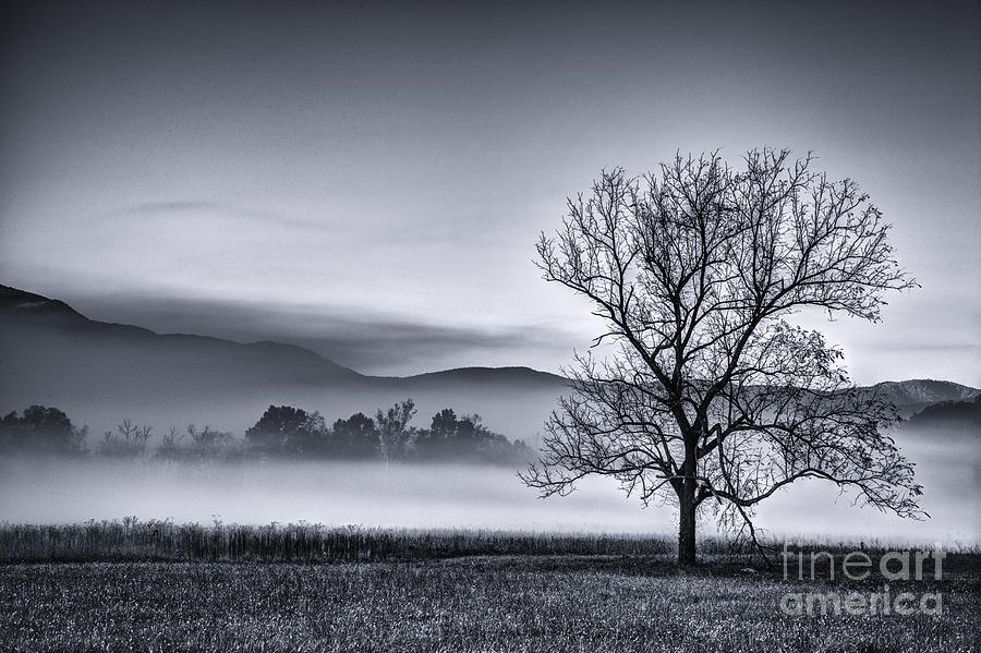 Black And White Landscape Photograph - Morning Fog by David Waldrop