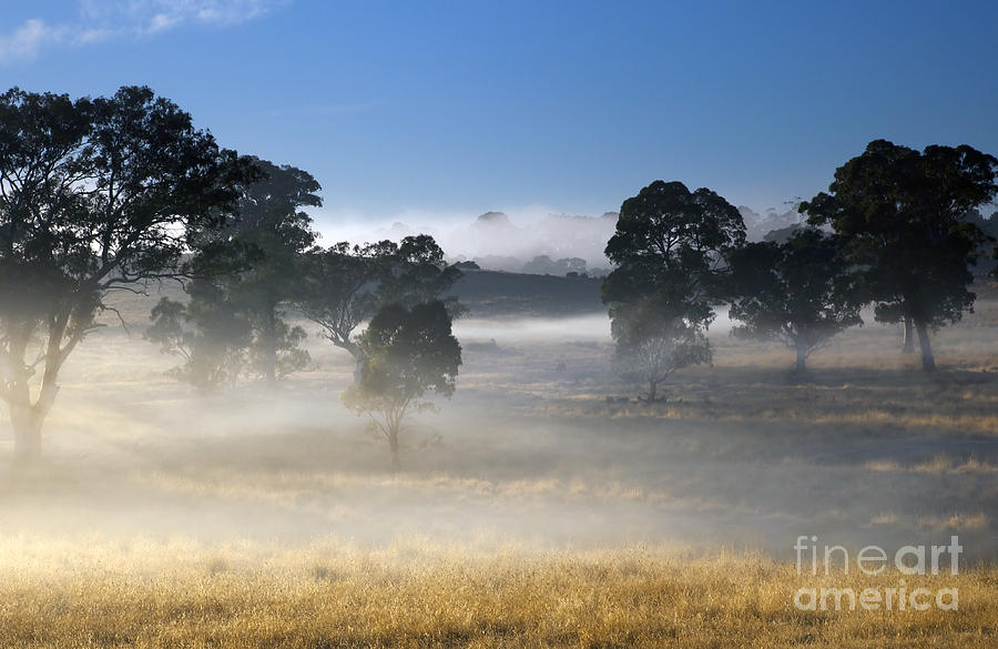 Morning Fog Photograph by Michael Dawson