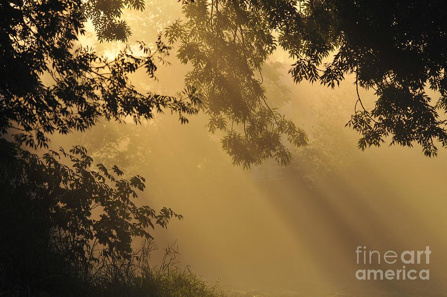 Morning Fog Photograph by Sharon Talson