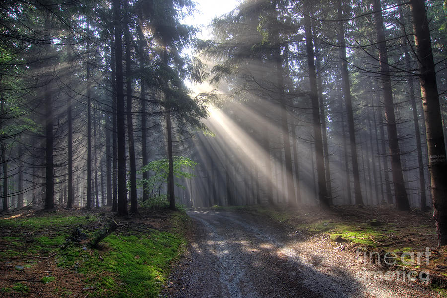 Morning Forest In Fog Photograph by Michal Boubin - Fine Art America